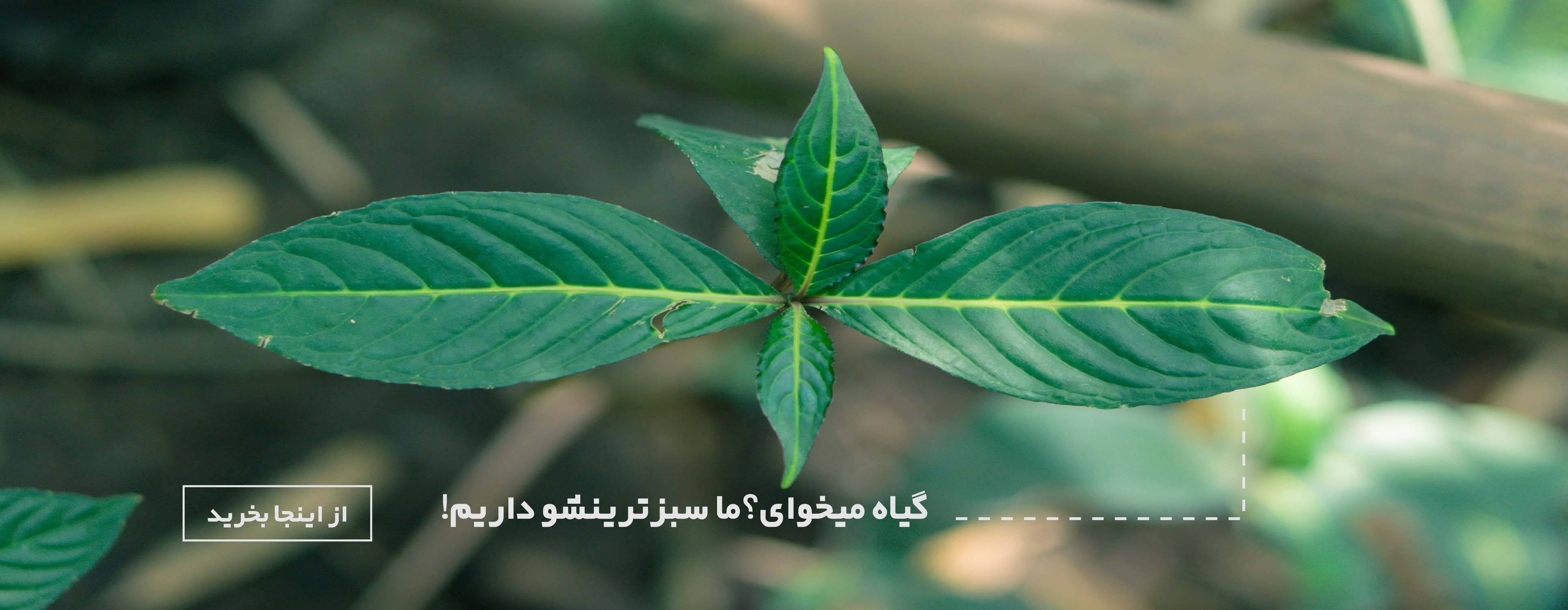 https://www.rishehdar.ir/category/apartment-flowers-and-plants-category